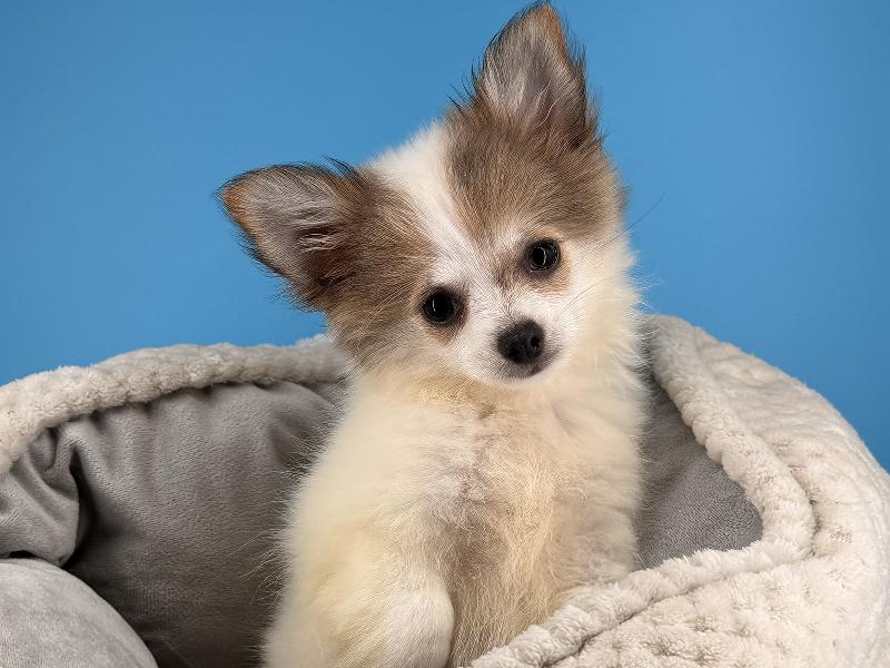 Peggy, a Chihuahua puppy