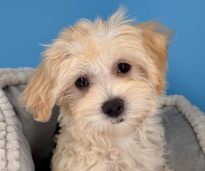 Quinn, a Maltipoo puppy
