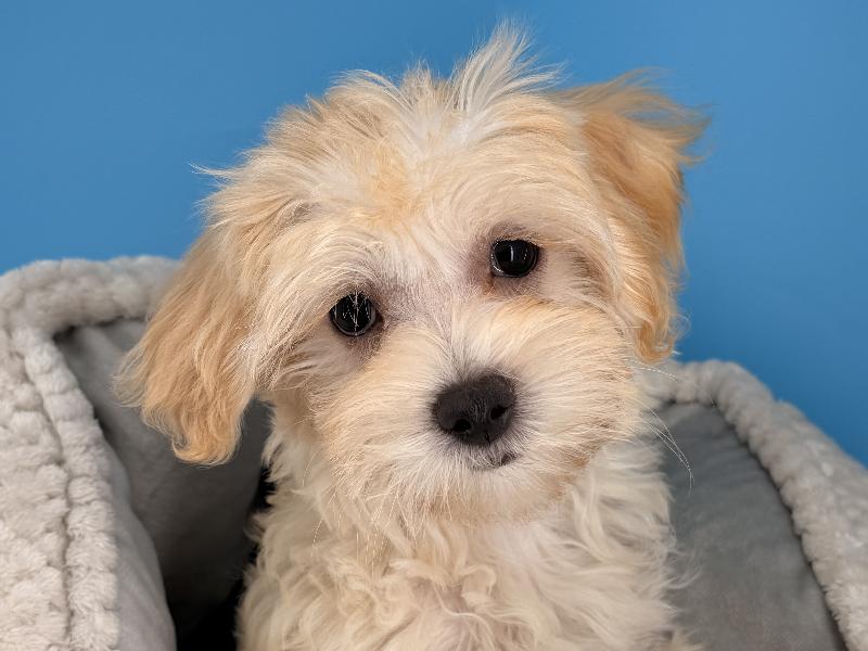 Quinn, a Maltipoo puppy