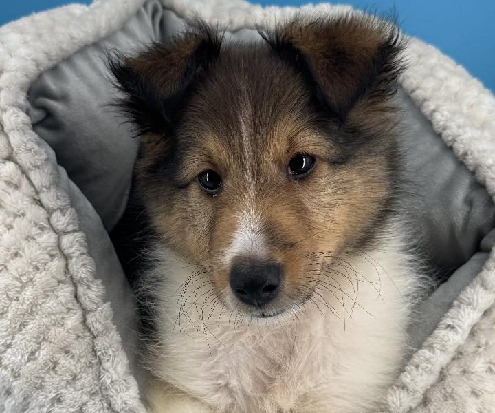 Reyna, a Sheltie puppy