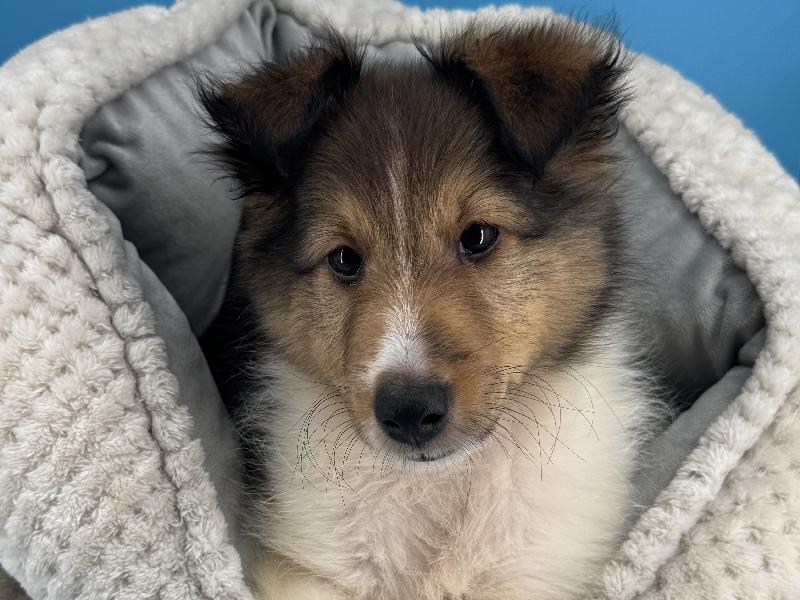 Reyna, a Sheltie puppy