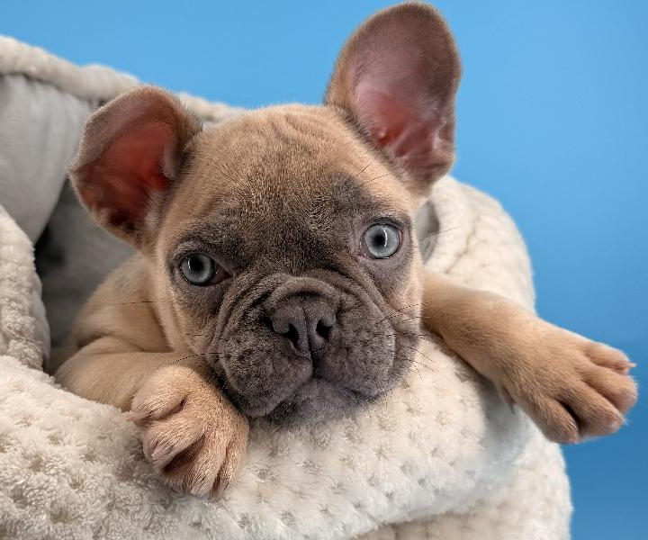 Rocket, a French Bulldog puppy