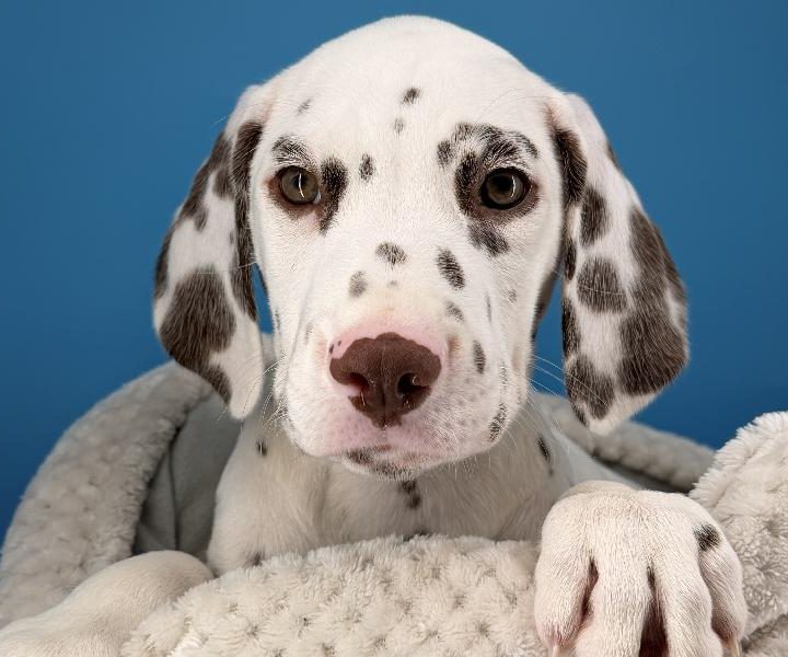 Rogers, a Dalmatian puppy