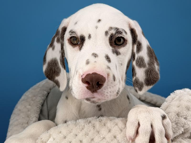 Rogers, a Dalmatian puppy