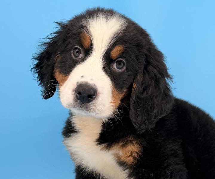 Silco, a Bernese Mountain Dog puppy