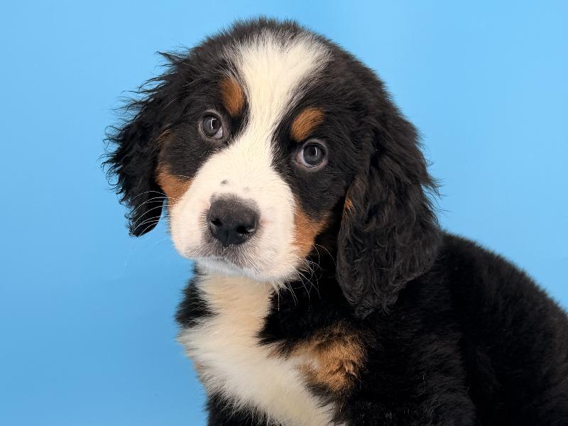 Silco, a Bernese Mountain Dog puppy