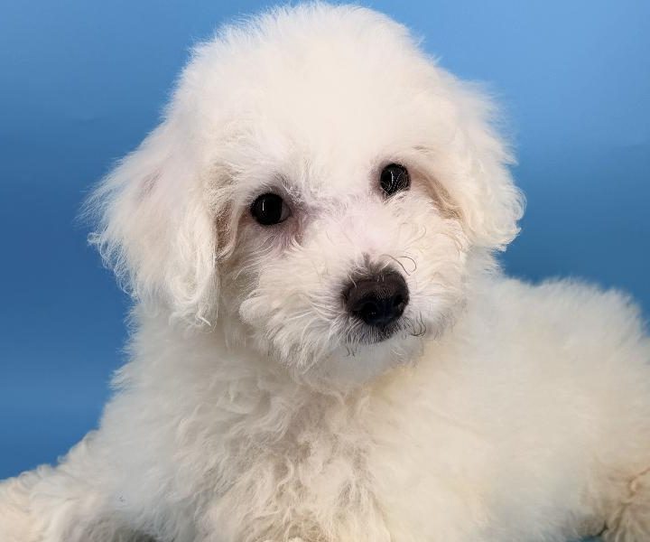 Superman, a Bichon puppy