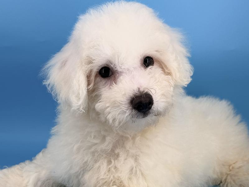 Superman, a Bichon puppy