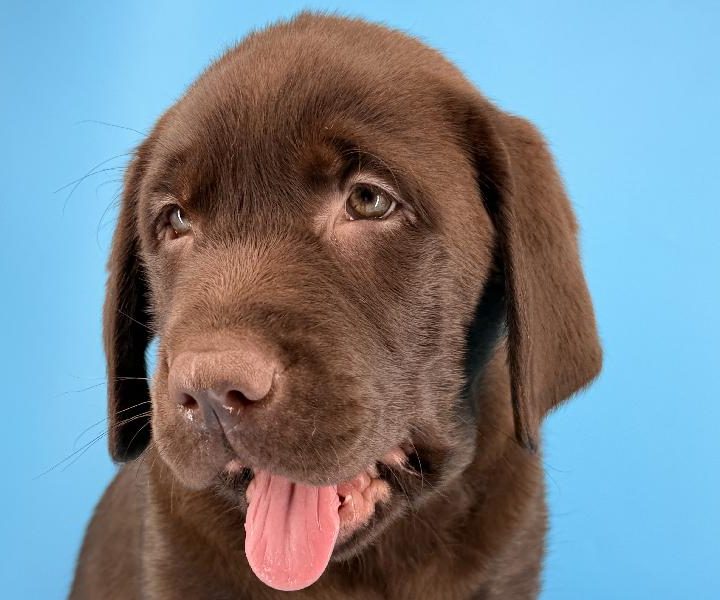 Tobias, a Labrador Retriever puppy