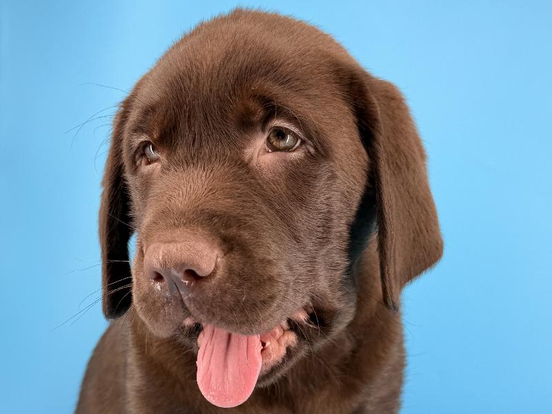 Tobias, a Labrador Retriever puppy