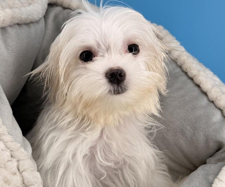 Violet, a Maltese puppy
