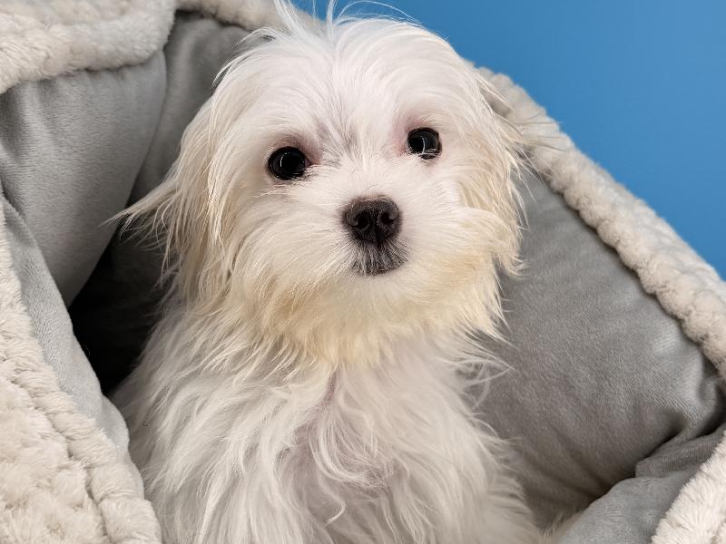 Violet, a Maltese puppy