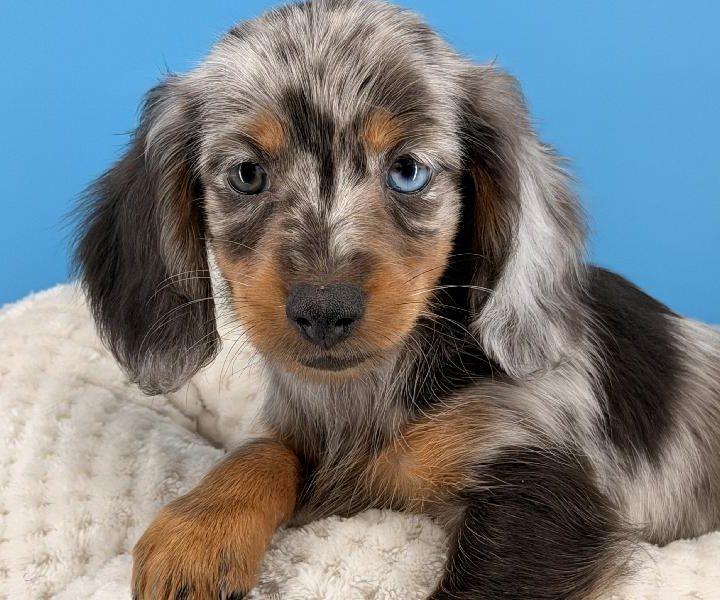 Wanda, a Dachshund puppy