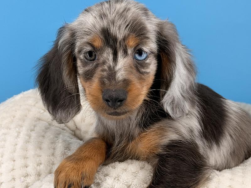 Wanda, a Dachshund puppy