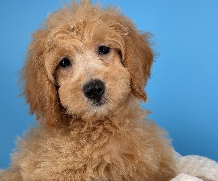 Zatanna, a Mini Goldendoodle puppy