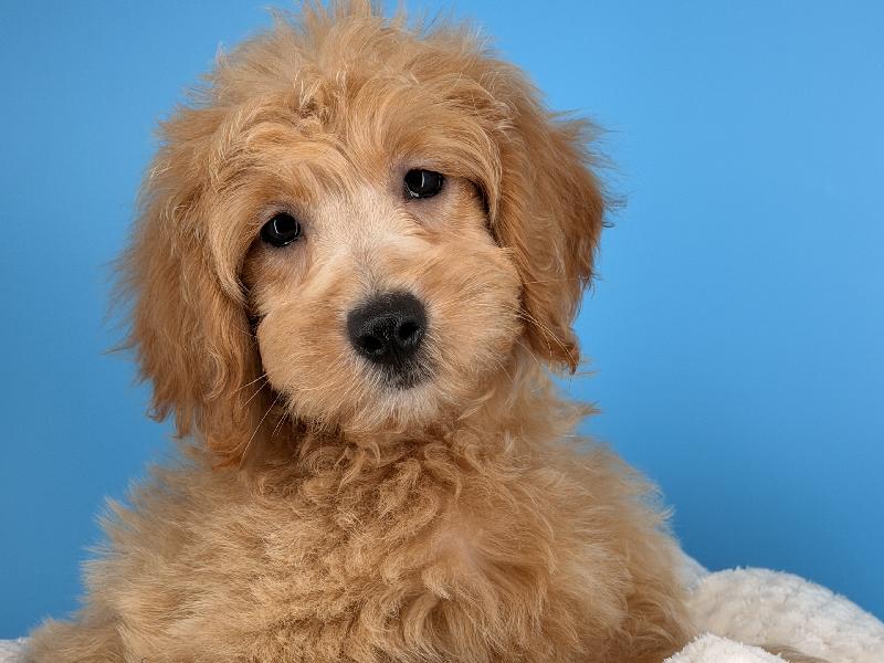 Zatanna, a Mini Goldendoodle puppy